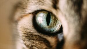 Through a Cat’s Eyes: Unpacking the Mystery of Feline Color Vision 1 Through a Cat’s Eyes: Unpacking the Mystery of Feline Color Vision - cat eyes ss1341953972