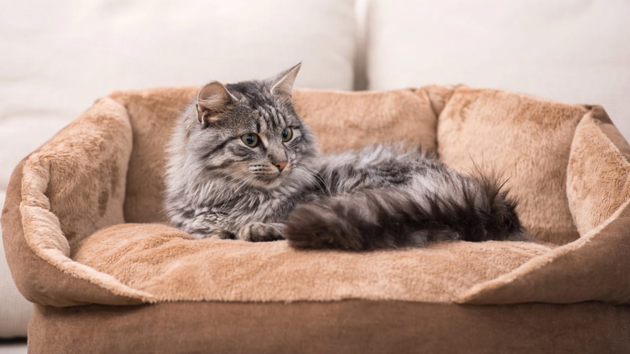 Keeping Cats Warm in Winter: Tips Every Owner Should Follow 4 Keeping Cats Warm in Winter: Tips Every Owner Should Follow - cat in cat bed dp62061647