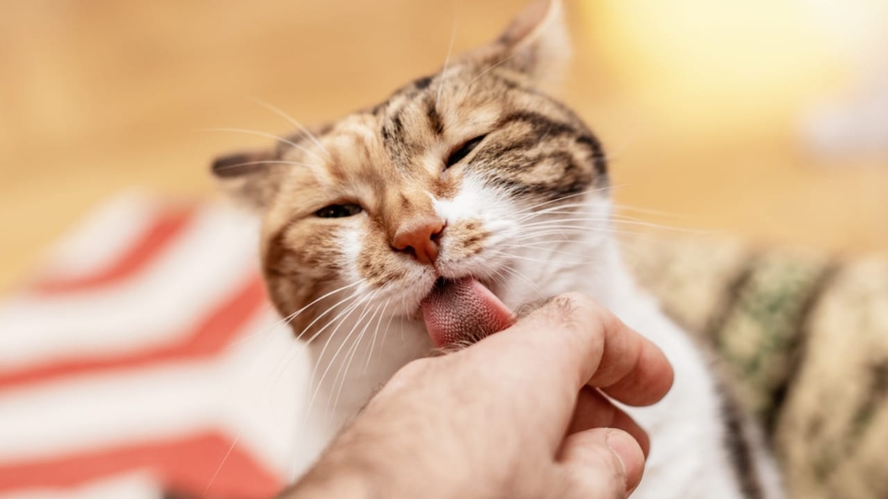 What Your Cat’s Gentle Paw Tap Really Means 5 What Your Cat’s Gentle Paw Tap Really Means - cat licking ss1280544466
