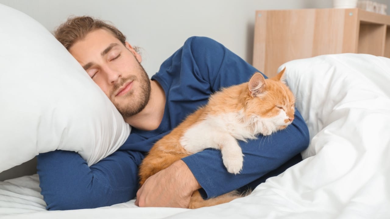 10 Comforting Reasons Cats Always Sleep Next to Their Humans - cat monitoring dp323160710