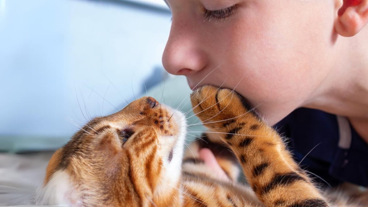 Cats Aren’t Just Cute—Here Are 20 Life-Changing Benefits - cat paw touching boys face ss1841113699