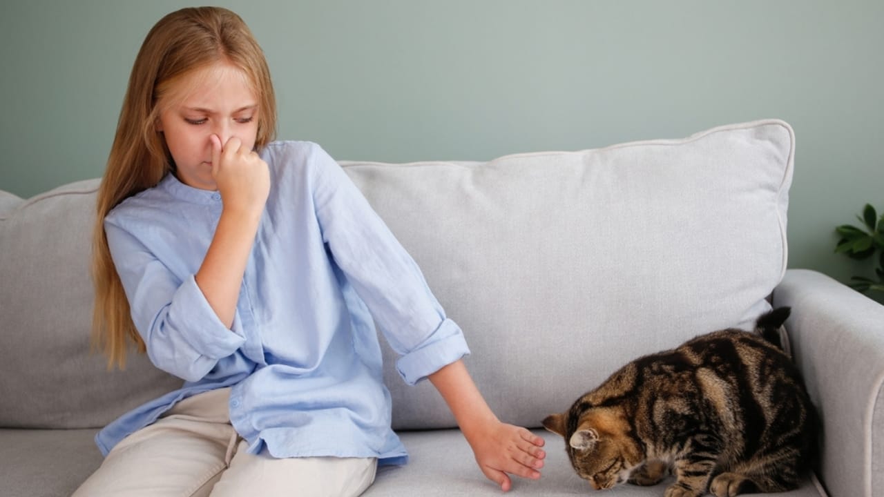 Avoid These 15 Smells if You Want to Keep Your Cat Happy 15 Avoid These 15 Smells if You Want to Keep Your Cat Happy - cat smells unpleasant ss2518028097