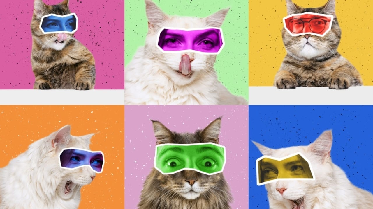 Through a Cat’s Eyes: Unpacking the Mystery of Feline Color Vision 4 Through a Cat’s Eyes: Unpacking the Mystery of Feline Color Vision - cat vision ss2201221437