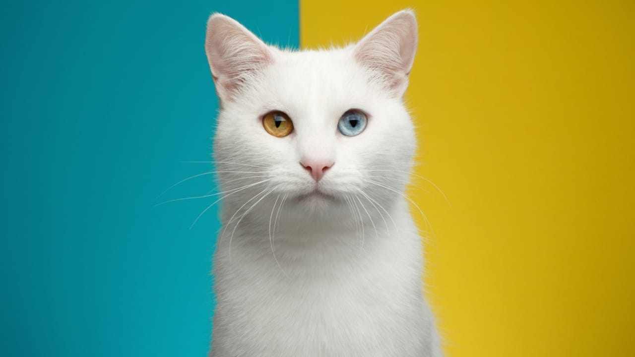 Through a Cat’s Eyes: Unpacking the Mystery of Feline Color Vision 3 Through a Cat’s Eyes: Unpacking the Mystery of Feline Color Vision - cat with color ss611567573