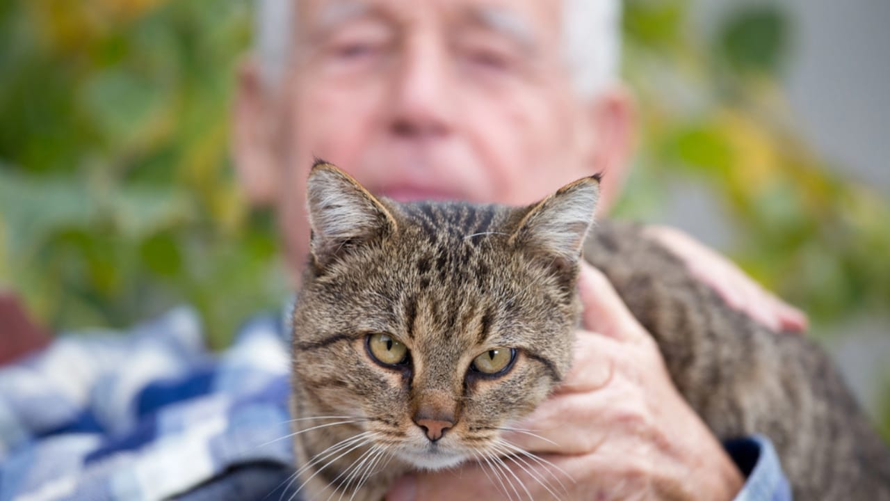 Cats Aren’t Just Cute—Here Are 20 Life-Changing Benefits - cat with senior dp129052734