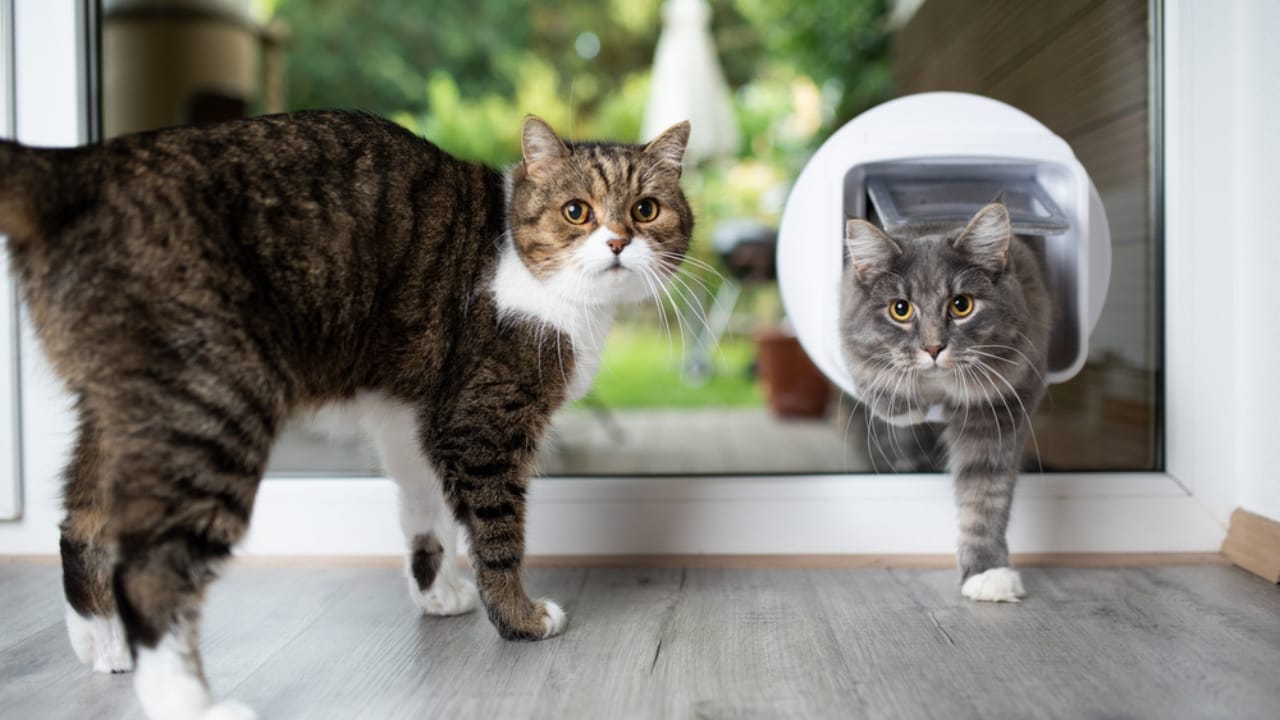 25 Ways to Help Your Cat Feel Calm, Safe, & Relaxed at Home 25 25 Ways to Help Your Cat Feel Calm, Safe, & Relaxed at Home - cats and cat flap dp388452496