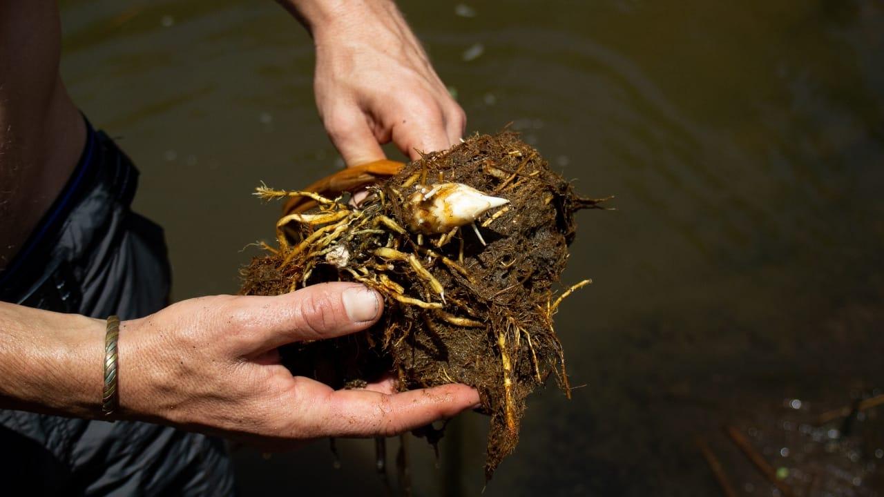 Cattail Cuisine: 8 Tips to Forage & Enjoy this Wild Edible 3 Cattail Cuisine: 8 Tips to Forage & Enjoy this Wild Edible - cattail roots or rhizomes ss2446822861