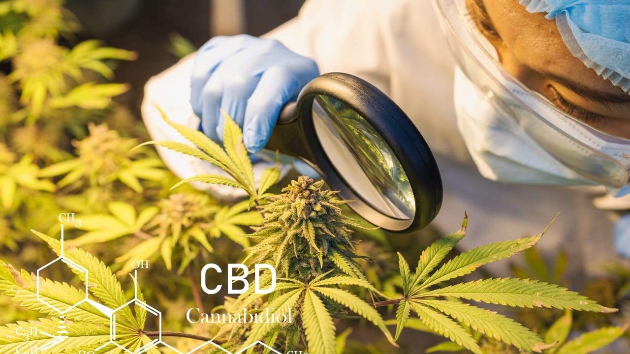 Legal CBD without Cannabis... Scientists Discover CBD in Native Plant, Opening New Possibilities 3 Legal CBD without Cannabis... Scientists Discover CBD in Native Plant, Opening New Possibilities - cbd lab researcher ss2315745445