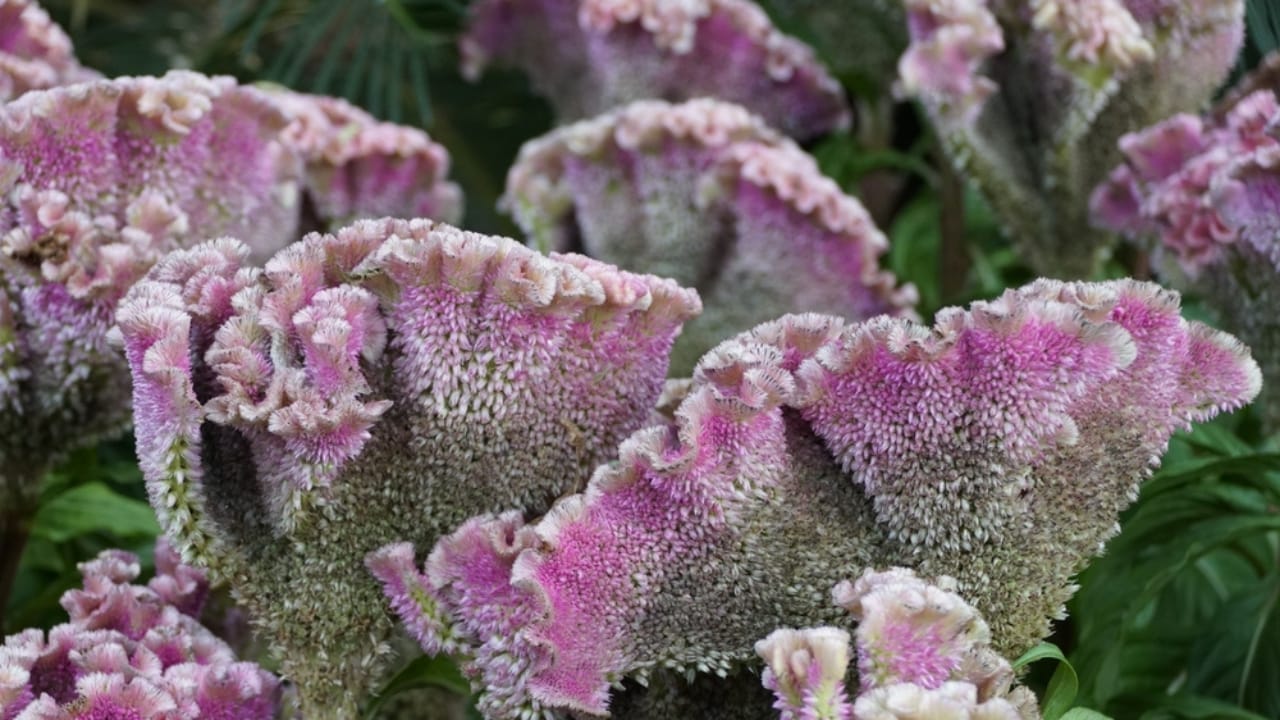 15 Celosia Varieties to Bring Bold Hues & Texture to Your Garden 16 15 Celosia Varieties to Bring Bold Hues & Texture to Your Garden - celosia bombay ss2206259803