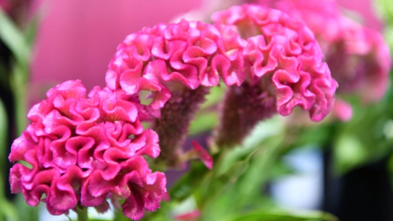 15 Celosia Varieties to Bring Bold Hues & Texture to Your Garden 10 15 Celosia Varieties to Bring Bold Hues & Texture to Your Garden - celosia cristata ss2387206257