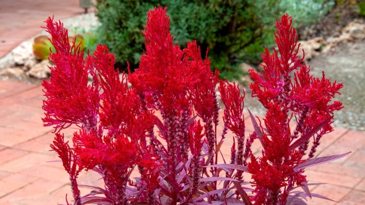 15 Celosia Varieties to Bring Bold Hues & Texture to Your Garden - celosia dragon breath ss2267184361