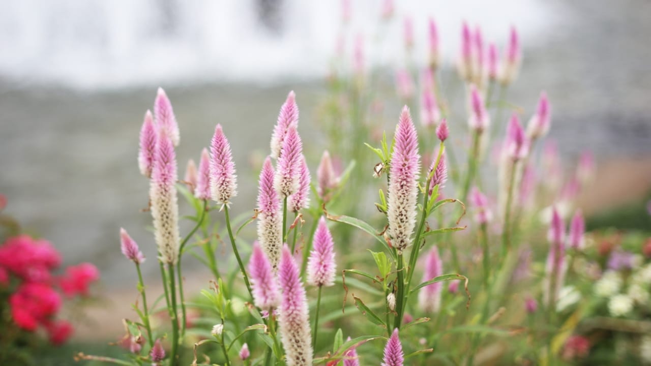 15 Celosia Varieties to Bring Bold Hues & Texture to Your Garden - celosia flamingo feather ss1204824532