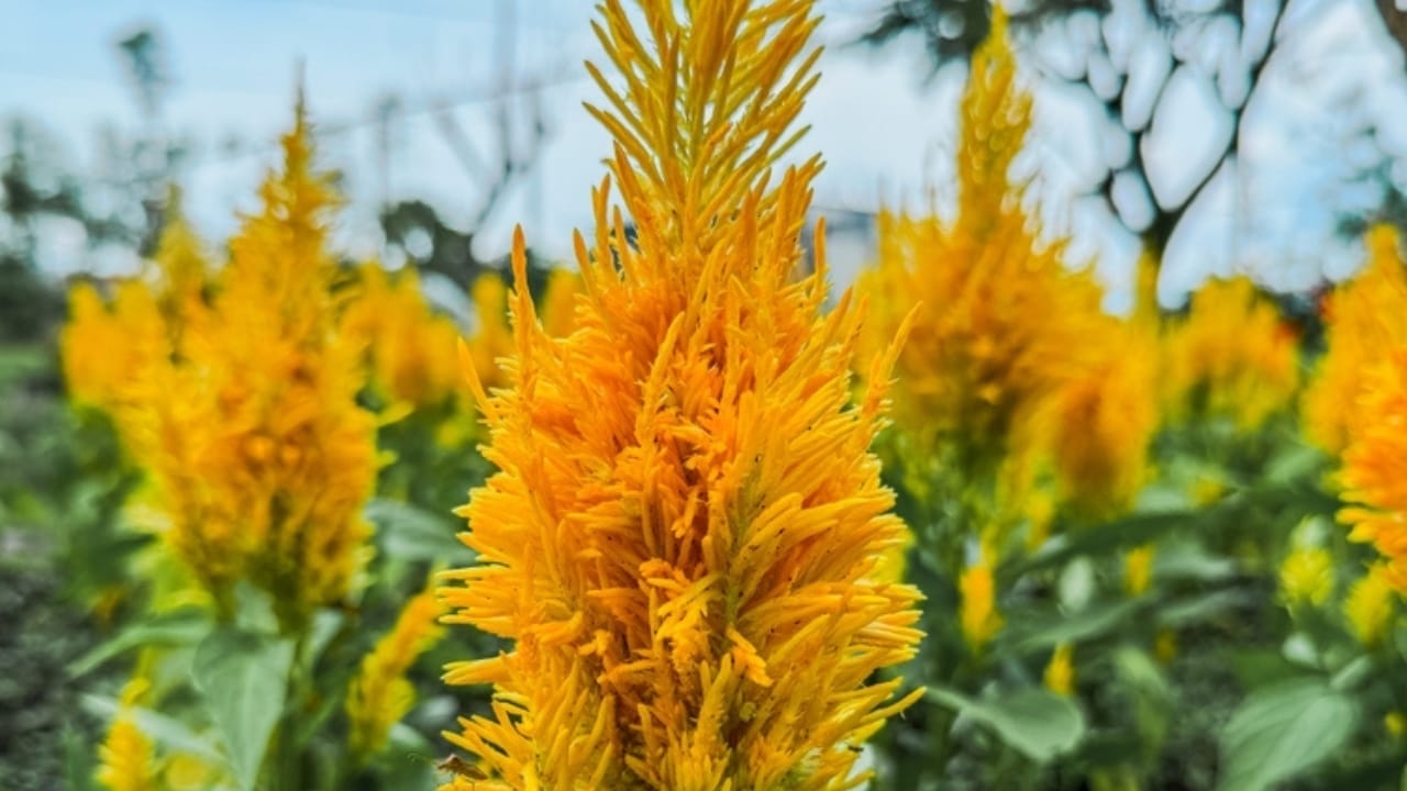 15 Celosia Varieties to Bring Bold Hues & Texture to Your Garden 4 15 Celosia Varieties to Bring Bold Hues & Texture to Your Garden - celosia fresh looks gold ss2400098377
