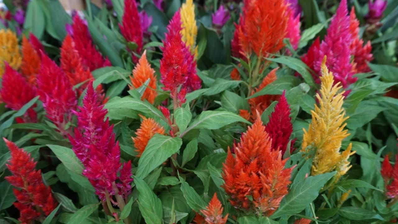 15 Celosia Varieties to Bring Bold Hues & Texture to Your Garden 11 15 Celosia Varieties to Bring Bold Hues & Texture to Your Garden - celosia ice cream ss2367919097