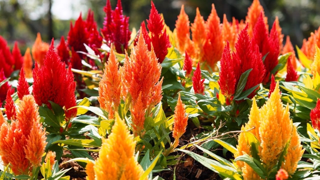 15 Celosia Varieties to Bring Bold Hues & Texture to Your Garden 12 15 Celosia Varieties to Bring Bold Hues & Texture to Your Garden - celosia kewpie ss2253795017