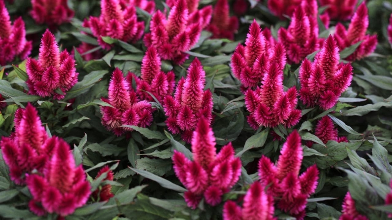 15 Celosia Varieties to Bring Bold Hues & Texture to Your Garden 17 15 Celosia Varieties to Bring Bold Hues & Texture to Your Garden - celosia kosmo ss2034609596