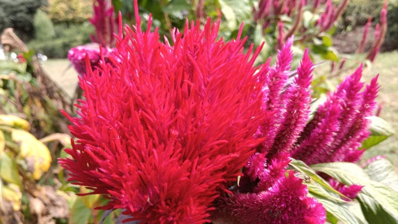 15 Celosia Varieties to Bring Bold Hues & Texture to Your Garden 6 15 Celosia Varieties to Bring Bold Hues & Texture to Your Garden - celosia new look ss2370804455
