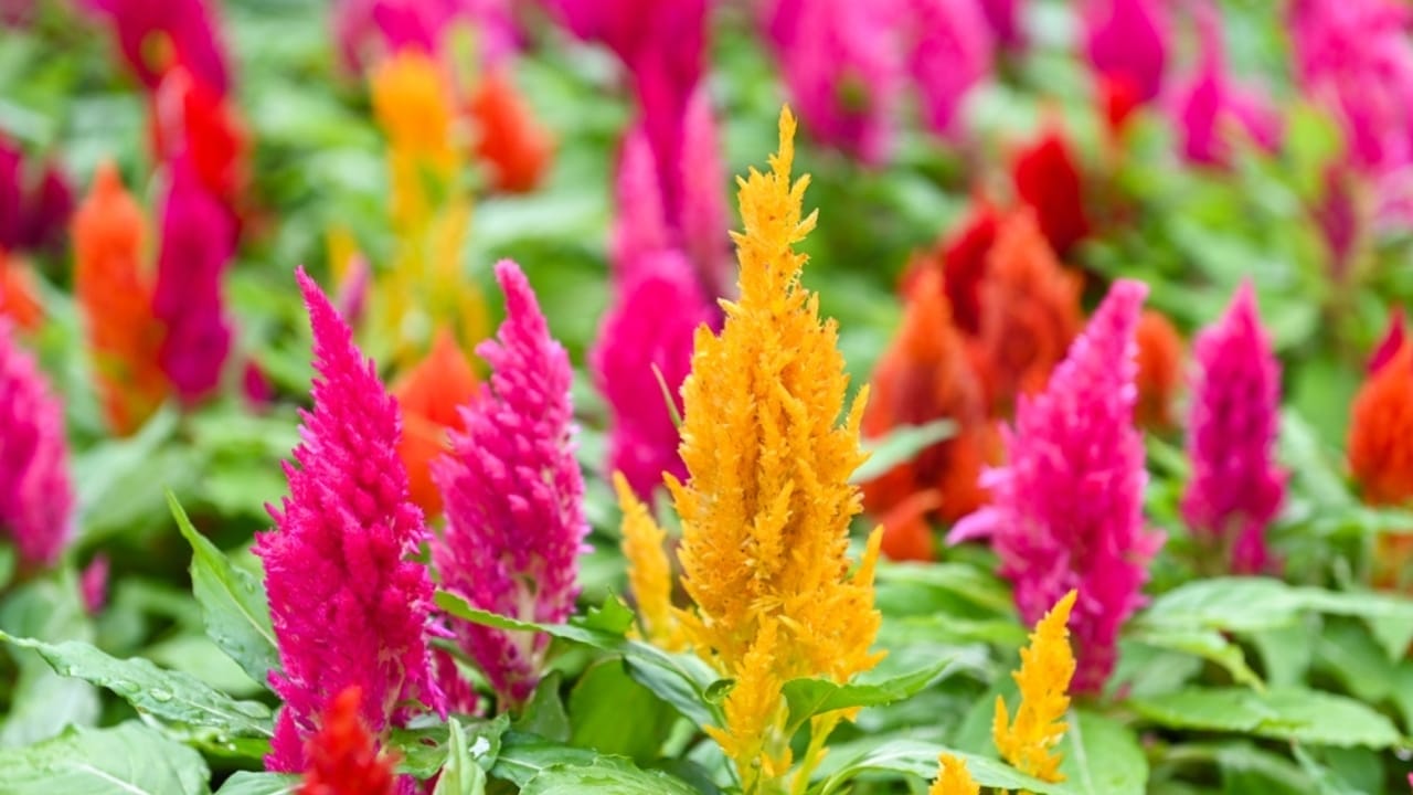 15 Celosia Varieties to Bring Bold Hues & Texture to Your Garden - celosia pampas plume ss2302649495