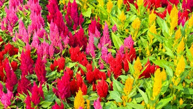 15 Celosia Varieties to Bring Bold Hues & Texture to Your Garden - celosia plant dp654078372