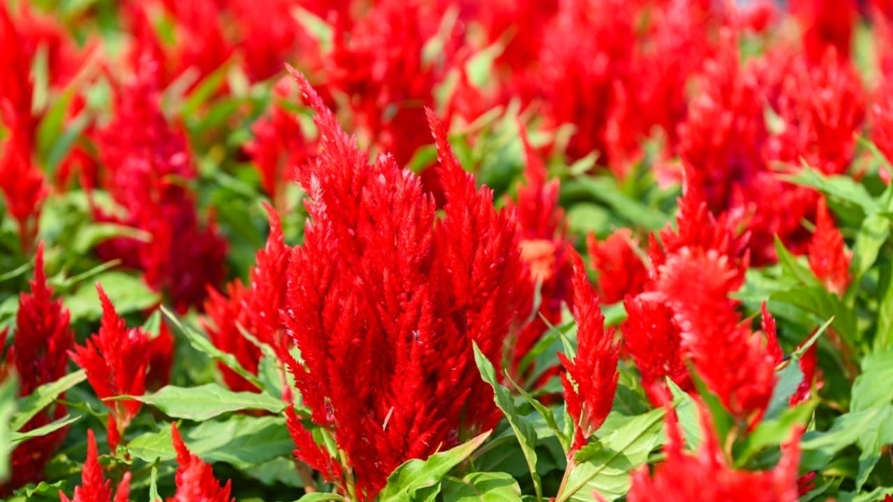 15 Celosia Varieties to Bring Bold Hues & Texture to Your Garden 13 15 Celosia Varieties to Bring Bold Hues & Texture to Your Garden - celosia smart look red ss2290629779