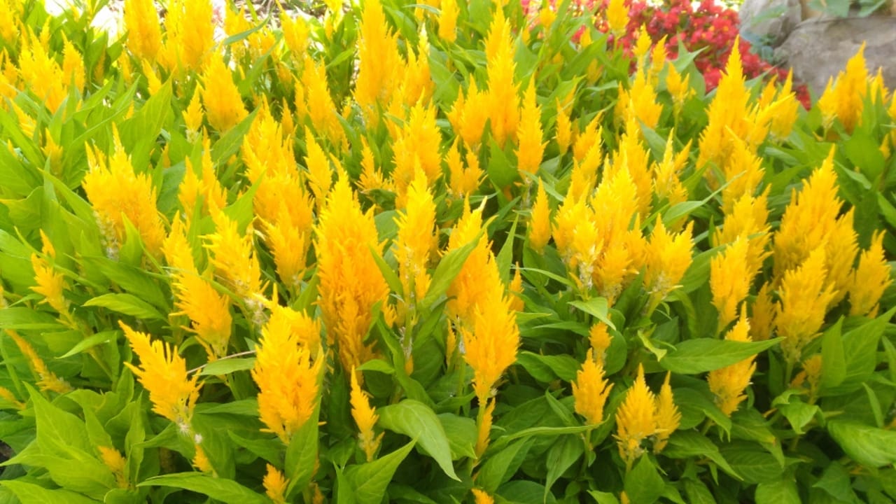 15 Celosia Varieties to Bring Bold Hues & Texture to Your Garden - celosia sunday ss1416025430