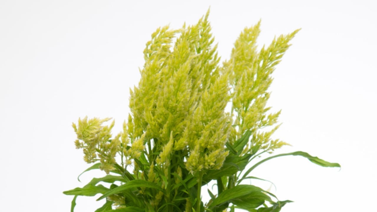 15 Celosia Varieties to Bring Bold Hues & Texture to Your Garden 15 15 Celosia Varieties to Bring Bold Hues & Texture to Your Garden - celosia sylphid ss1496481767