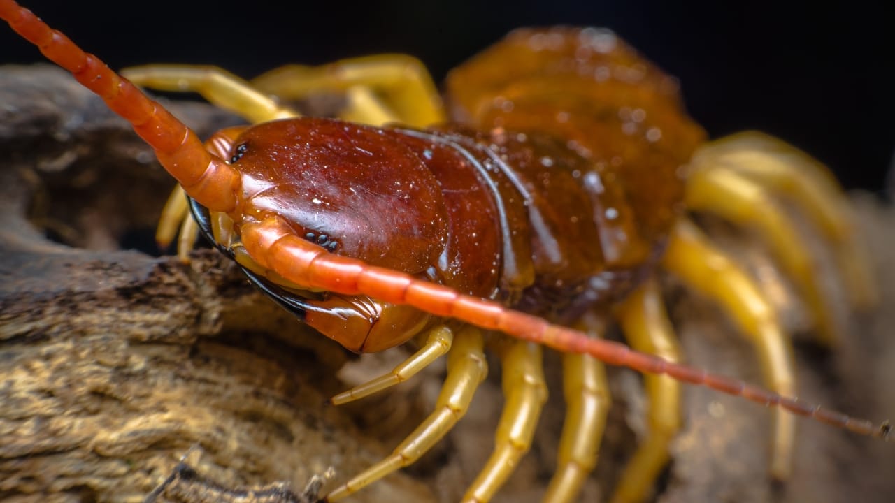 19 Terrifying Creatures That Could Give You Nightmares 18 19 Terrifying Creatures That Could Give You Nightmares - centipede on a tree ss1406532056