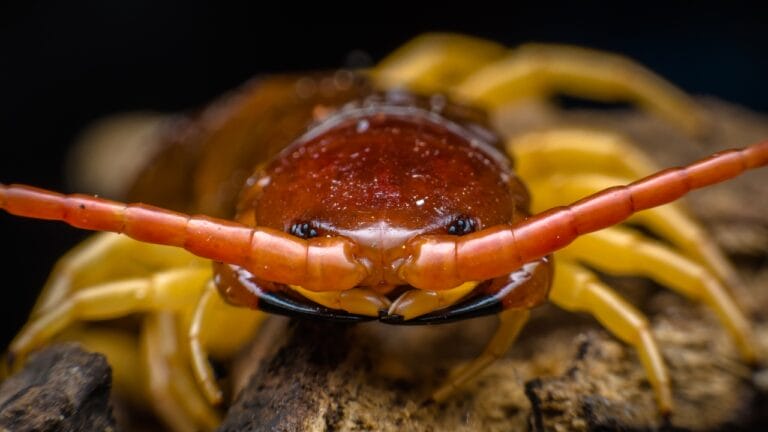 19 Terrifying Creatures That Could Give You Nightmares 1 19 Terrifying Creatures That Could Give You Nightmares - centipede on a tree ss1406532074