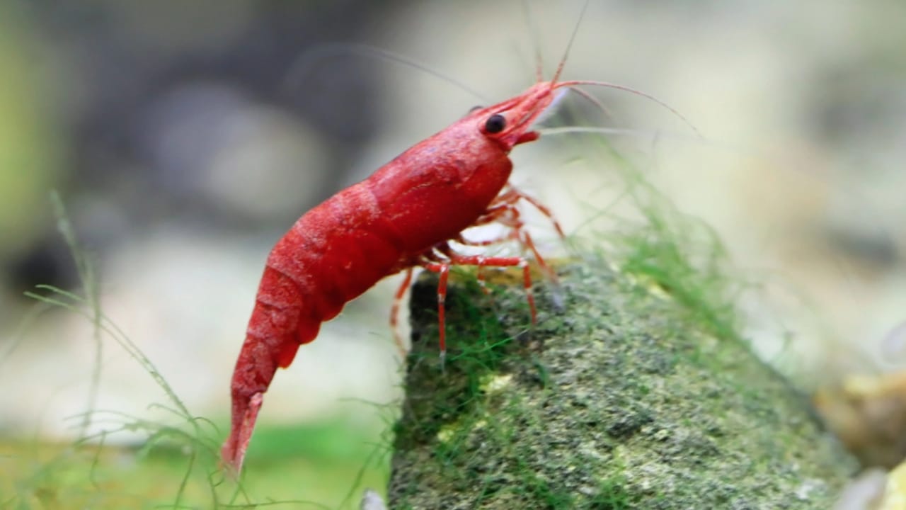 30 Unique Non-Fish Pets to Bring Life to Your Home Aquarium 18 30 Unique Non-Fish Pets to Bring Life to Your Home Aquarium - cherry shrimp dp255371864