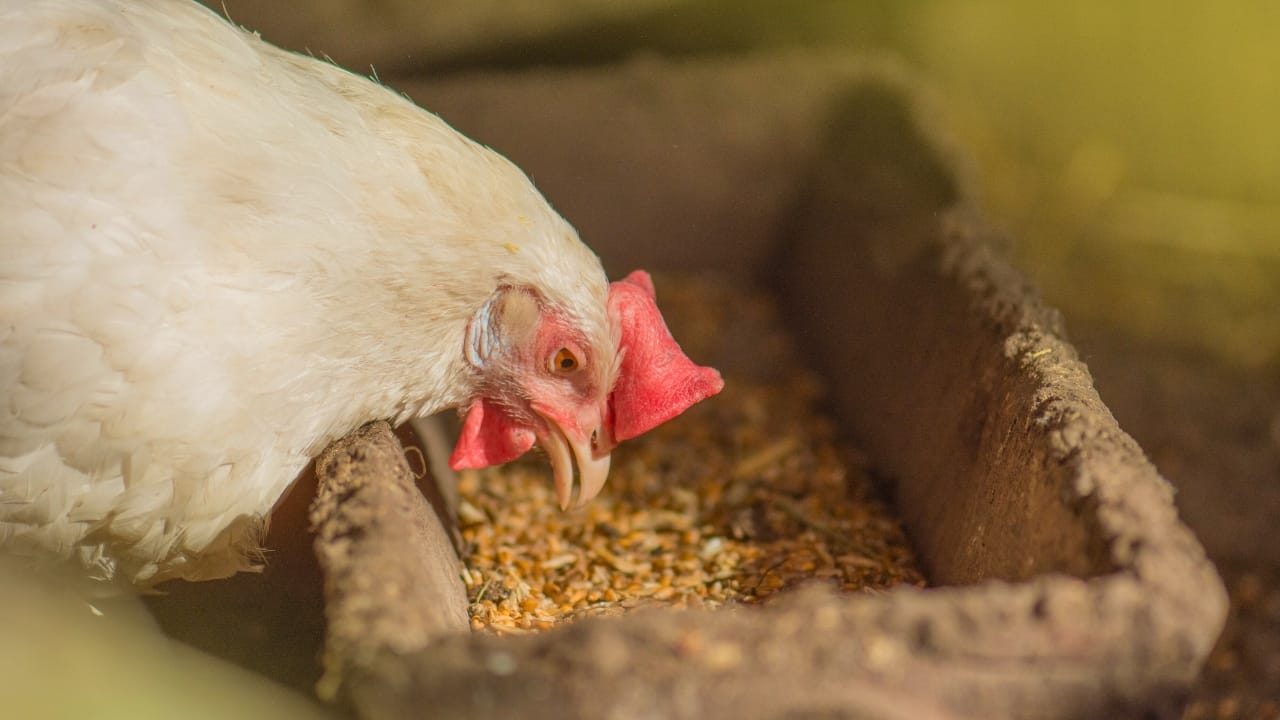 Homemade Chicken Feed 101: Health-Boosting Recipes, Including Our Tried-and-True Favorite - chicken eating feed ss1493436422