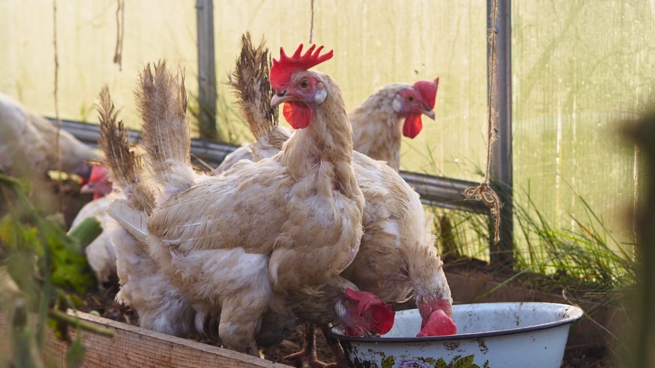Keeping Chickens Warm Without Electricity: 8 Practical Winter Tips 5 Keeping Chickens Warm Without Electricity: 8 Practical Winter Tips - chicken in their new greenhouse ss2407637463 degm