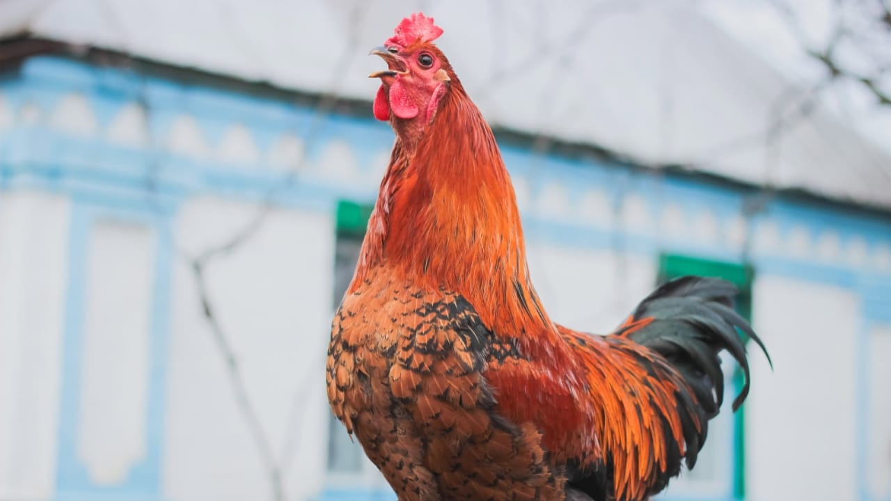 16 Reasons Backyard Chickens Belong in Your Home’s Backyard 12 16 Reasons Backyard Chickens Belong in Your Home’s Backyard - chicken alarm clock ss1103233907