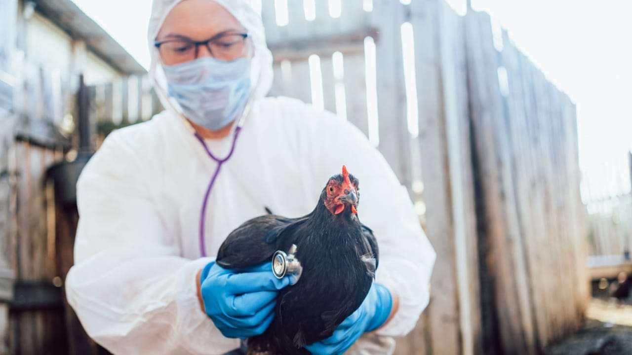 15 Common Mistakes to Avoid When Raising Backyard Chickens 9 15 Common Mistakes to Avoid When Raising Backyard Chickens - chicken check up ss2459446433