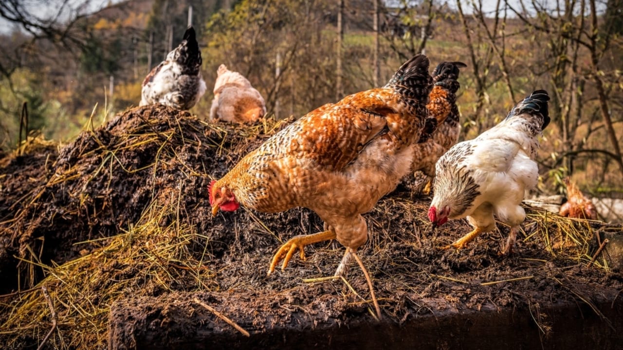 16 Reasons Backyard Chickens Belong in Your Home’s Backyard 13 16 Reasons Backyard Chickens Belong in Your Home’s Backyard - chicken composter ss2294926795