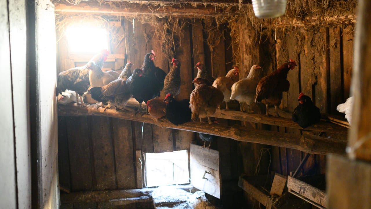 15 Must-Haves for a Safe & Happy Chicken Coop 10 15 Must-Haves for a Safe & Happy Chicken Coop - chicken coop dp273322684