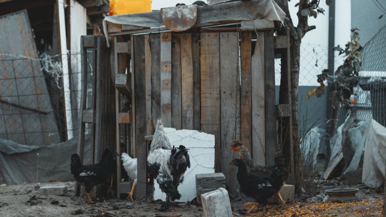 15 Common Mistakes to Avoid When Raising Backyard Chickens 8 15 Common Mistakes to Avoid When Raising Backyard Chickens - chicken coop mess ss1554171551