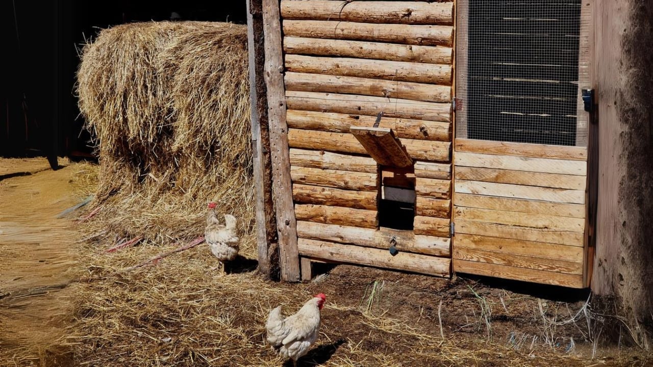 15 Must-Haves for a Safe & Happy Chicken Coop 6 15 Must-Haves for a Safe & Happy Chicken Coop - chicken coop straw bales dp738332128