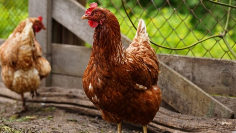 6 Natural Remedies for Deworming Your Backyard Chickens 1 6 Natural Remedies for Deworming Your Backyard Chickens - chicken dp380925628