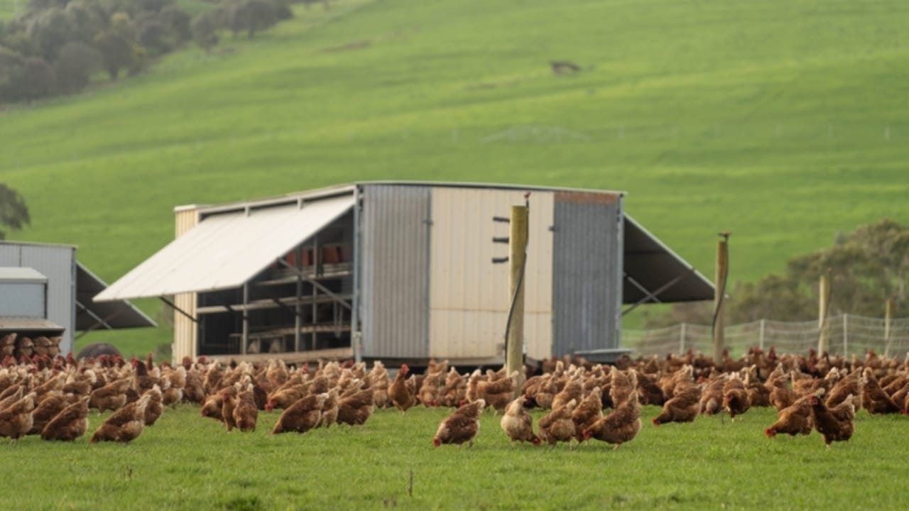 15 Common Mistakes to Avoid When Raising Backyard Chickens 14 15 Common Mistakes to Avoid When Raising Backyard Chickens - chicken farm ss2511570897