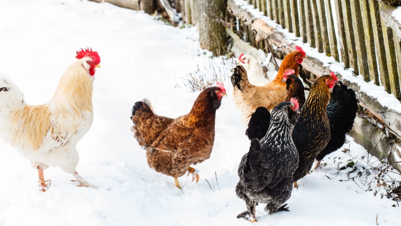 10 Winter Items Your Chickens Don’t Actually Need 5 10 Winter Items Your Chickens Don’t Actually Need - chicken farm winter dp65006131