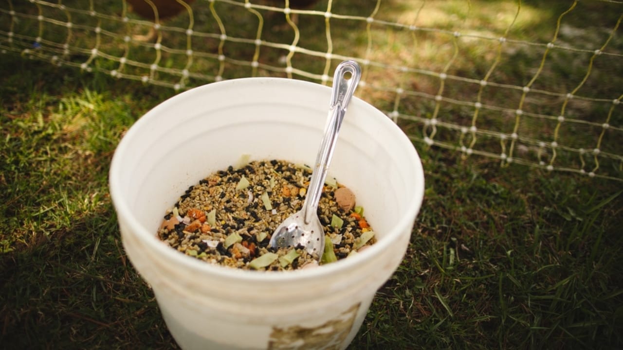 Homemade Chicken Feed 101: Health-Boosting Recipes, Including Our Tried-and-True Favorite - chicken feeds homemade ss2294733129