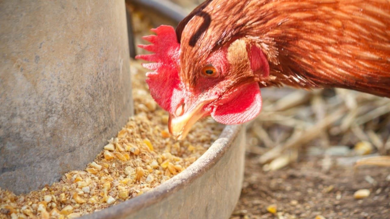 Homemade Chicken Feed 101: Health-Boosting Recipes, Including Our Tried-and-True Favorite - chicken feeds ss2261854237