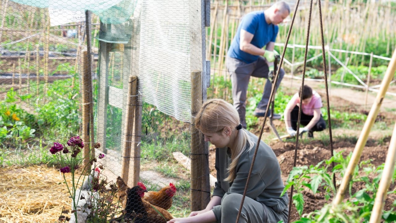 How to Grow More with Less: 12 Permaculture Principles for a Low-Maintenance Garden - chicken in garden ss1917963245