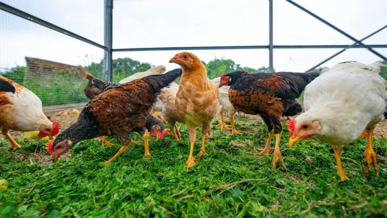 16 Reasons Backyard Chickens Belong in Your Home’s Backyard 9 16 Reasons Backyard Chickens Belong in Your Home’s Backyard - chicken in garden ss2196776931