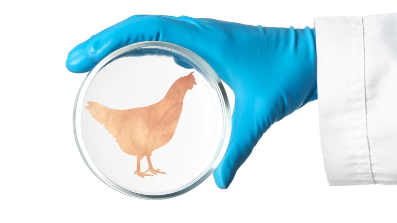 Lab-Grown Chicken Lands on Shelves: Your Guide to Spotting Cultivated Meat 3 Lab-Grown Chicken Lands on Shelves: Your Guide to Spotting Cultivated Meat - chicken in glass ss2034500807