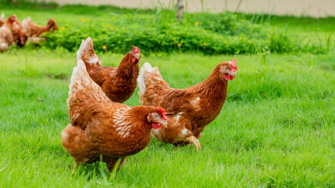 16 Reasons Backyard Chickens Belong in Your Home’s Backyard 16 16 Reasons Backyard Chickens Belong in Your Home’s Backyard - chicken in grass ss1518482057