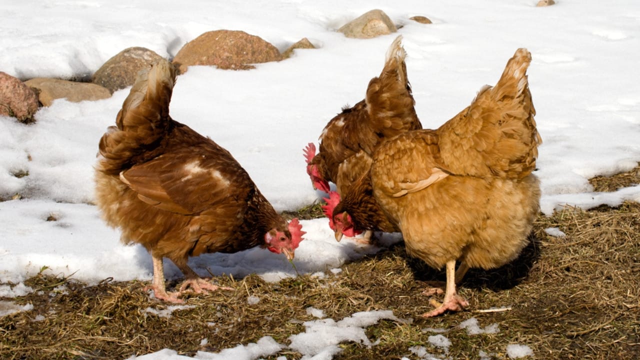 10 Winter Items Your Chickens Don’t Actually Need 11 10 Winter Items Your Chickens Don’t Actually Need - chicken in winter dp39980727