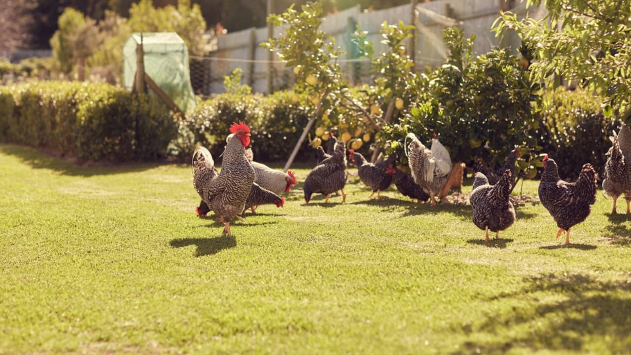 16 Reasons Backyard Chickens Belong in Your Home’s Backyard 6 16 Reasons Backyard Chickens Belong in Your Home’s Backyard - chicken in yard ss383993500