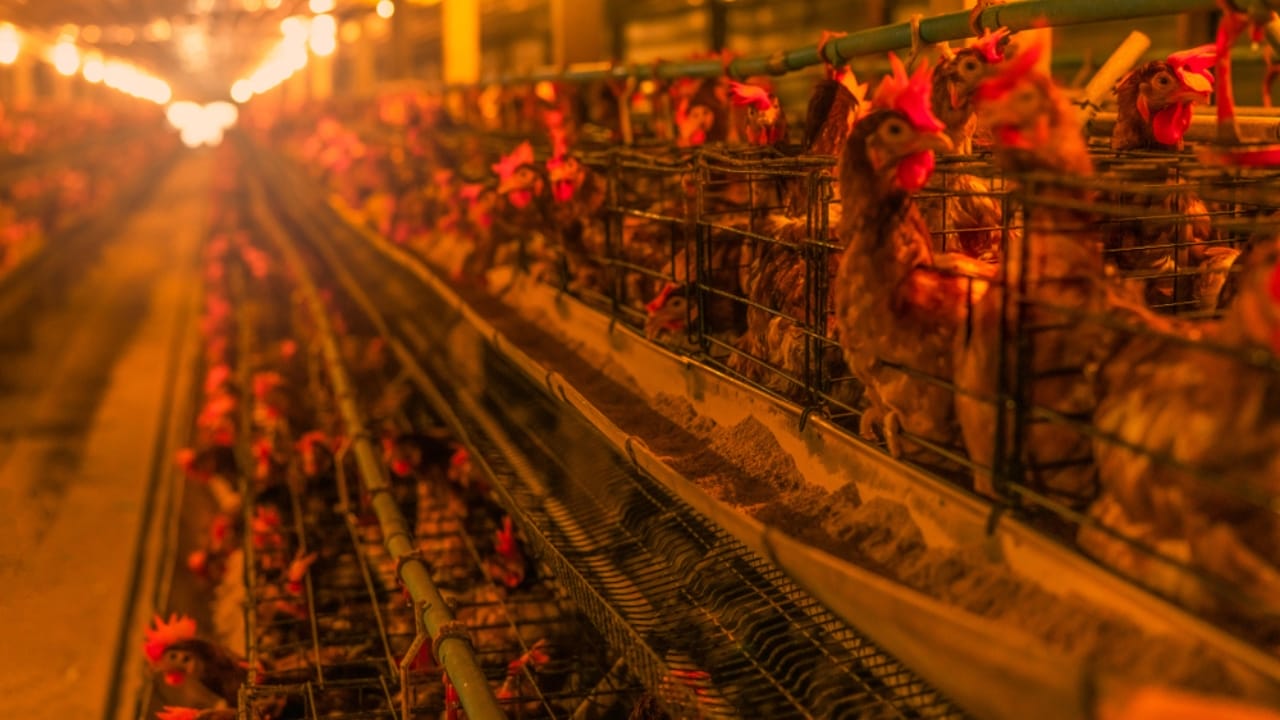 15 Common Mistakes to Avoid When Raising Backyard Chickens 7 15 Common Mistakes to Avoid When Raising Backyard Chickens - chicken light ss1575739774