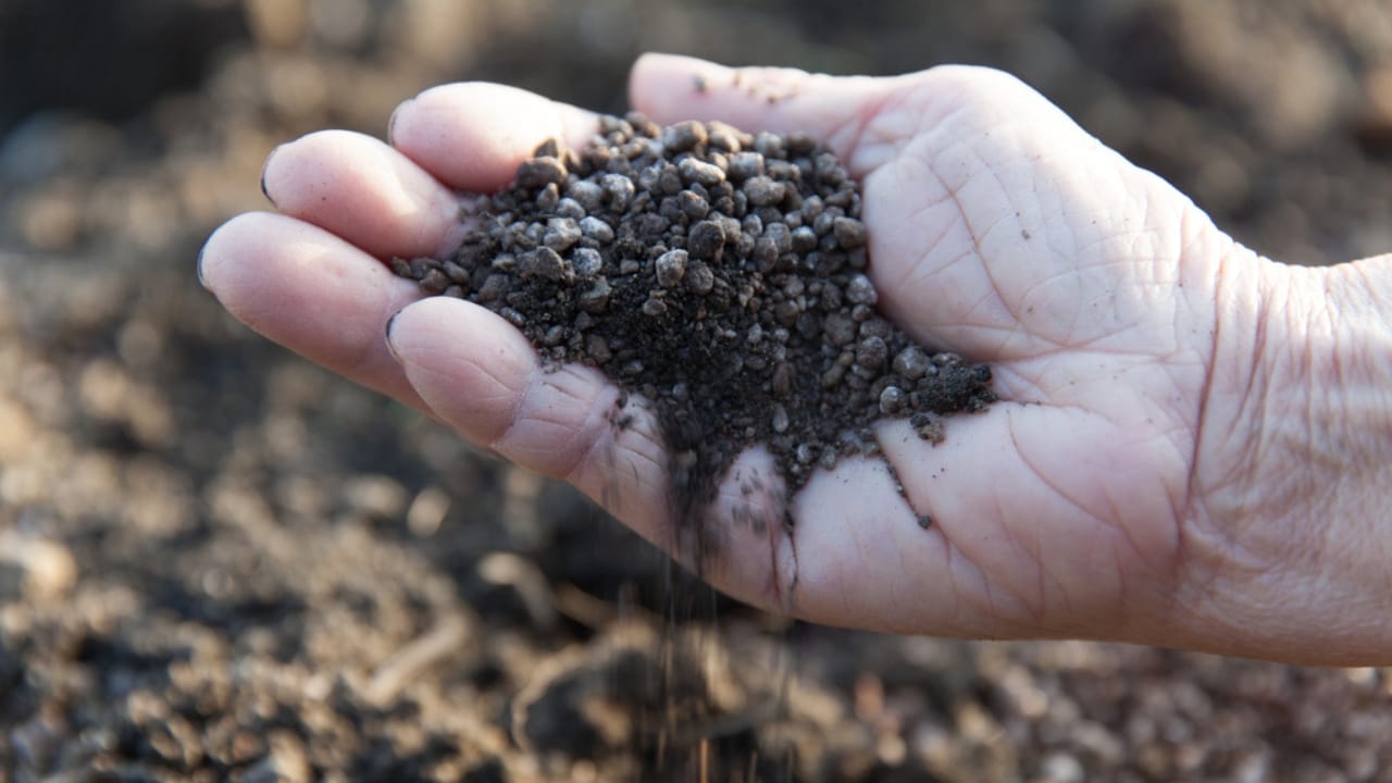 16 Reasons Backyard Chickens Belong in Your Home’s Backyard 4 16 Reasons Backyard Chickens Belong in Your Home’s Backyard - chicken manure ss1953939337